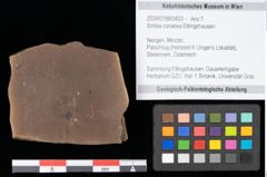 Foto (Objekt + Etikett) von Smilax coriacea Ettingshausen (NHMW-GEO-2024-0188-0403)